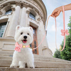 Bowknot Dog Collar & Leash Set
